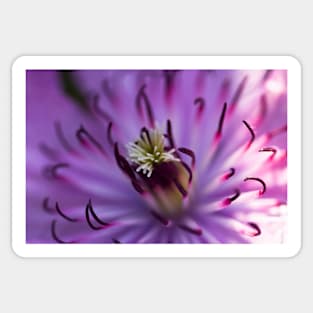 Purple Clematis Sticker